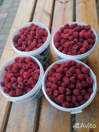 Саженцы малины