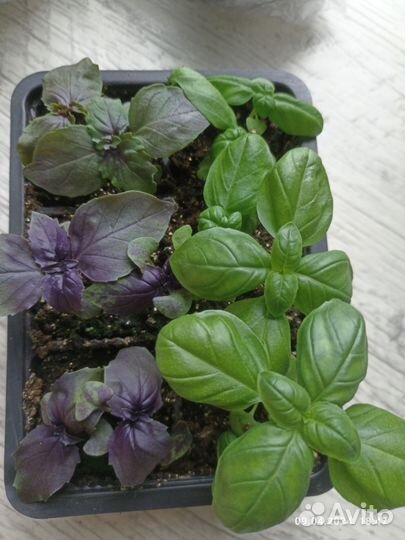 Петуния черенки, Рассада базилик