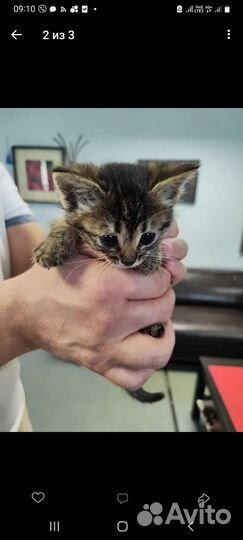 Кошка котёнок девочка