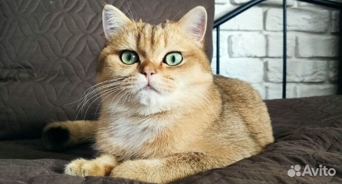 Шотландский кот на вязку