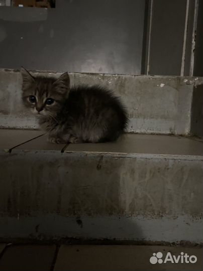 Котята бесплатно