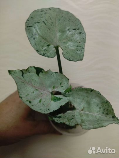 Сингониумы сортовые