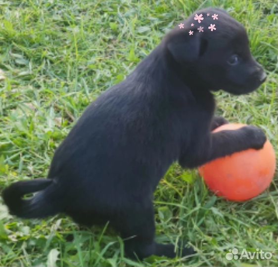 Щенки в добрые руки