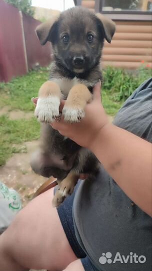 Щенок в добрые руки бесплатно