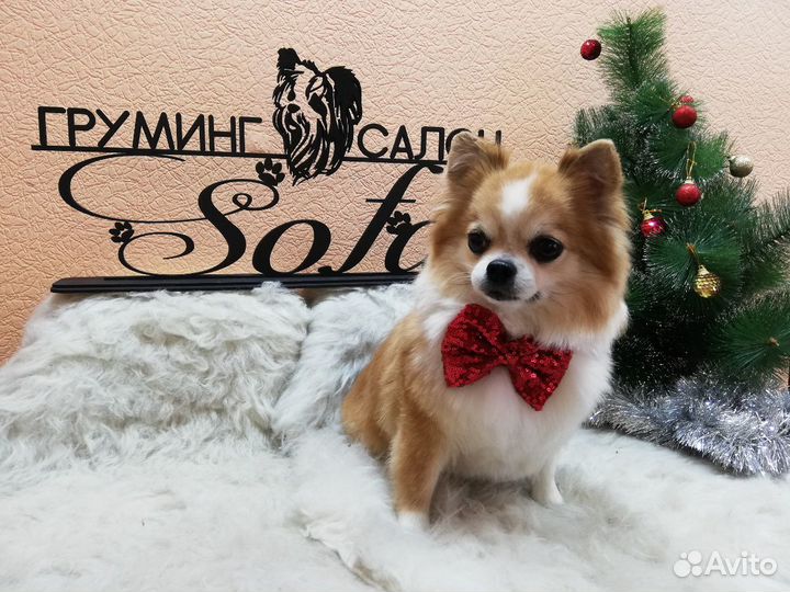 Стрижка собак