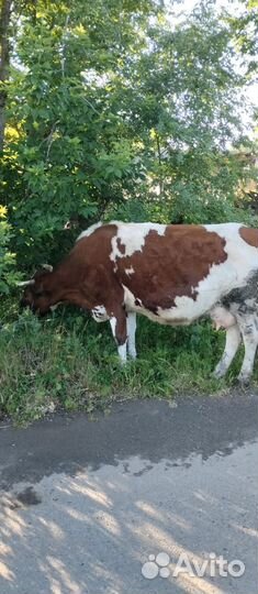 Корова дойная