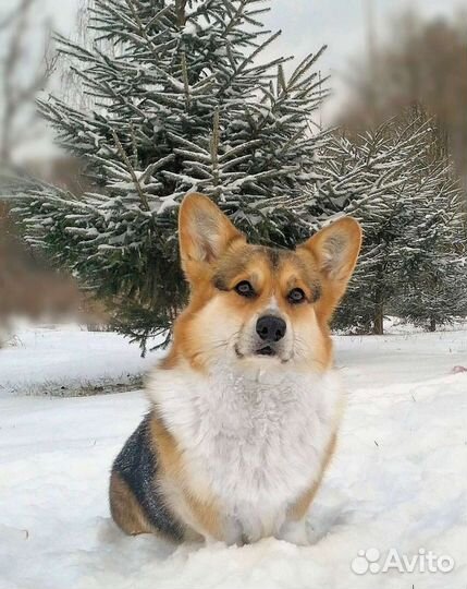 Вельш Корги Пемброк Кобель для вязки