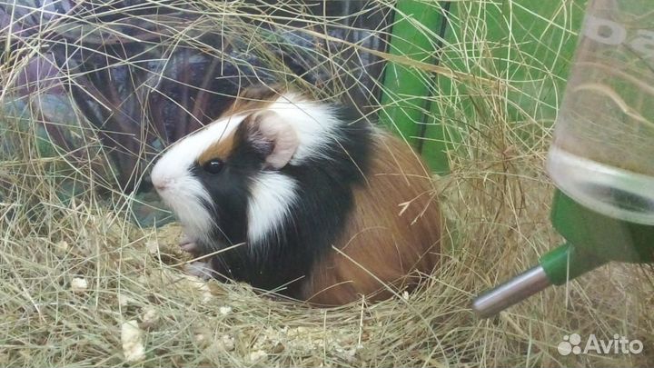 Морская свинка, скинни, кролики
