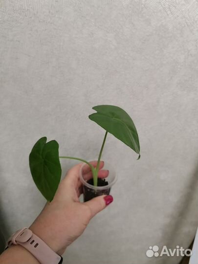 Алоказия арма