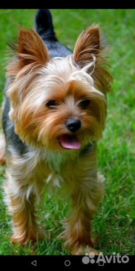 Передержка собак и выгул собак