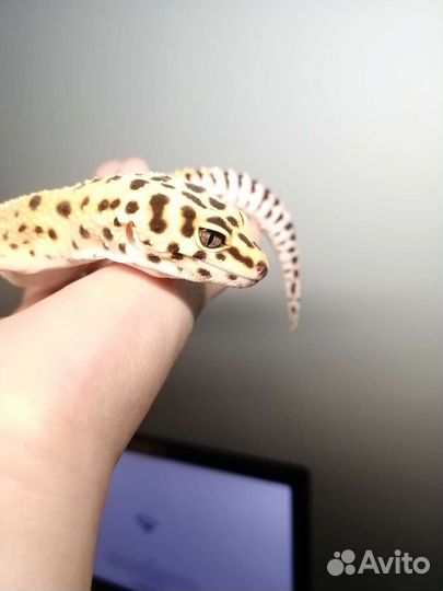 Передержка мелких животных