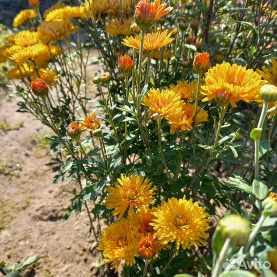 Хризантема