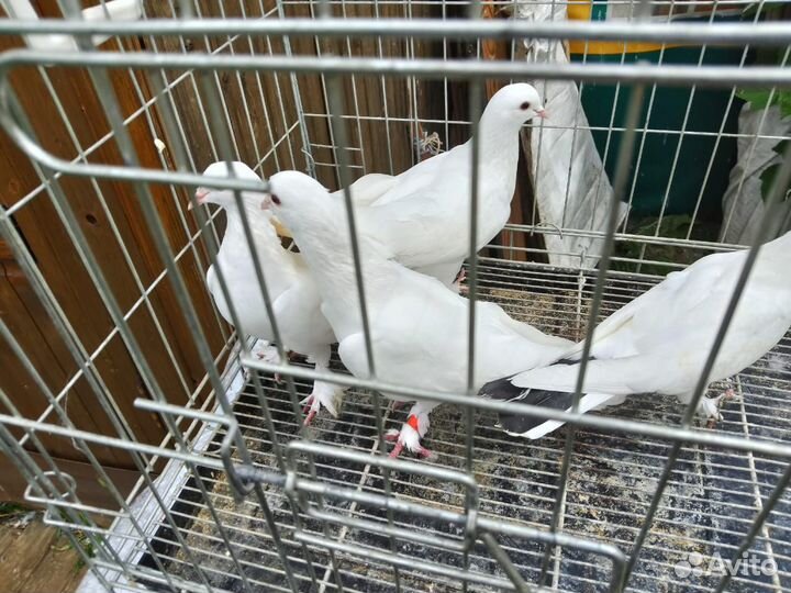 Бойные Голуби