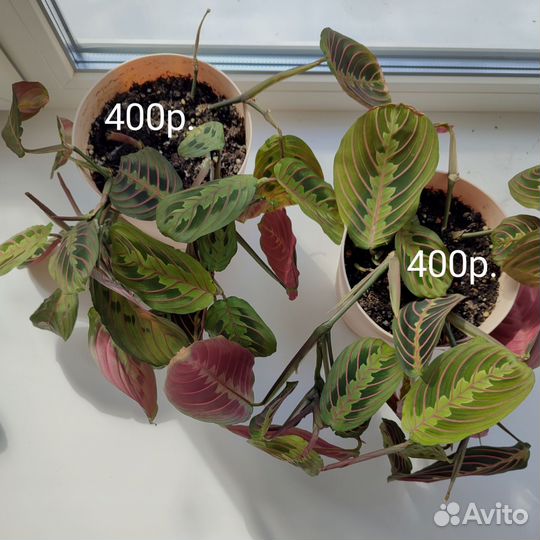 Маранта, комнатные растения