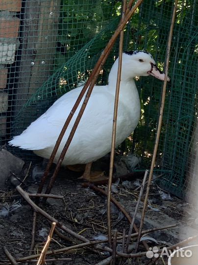 Утки муларды