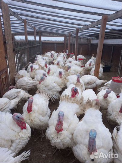 Индюки живым весом на мясо