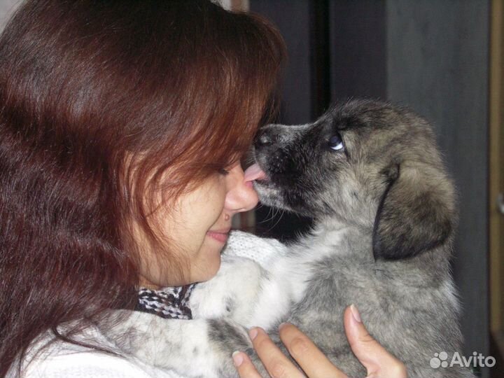 Передержка животных