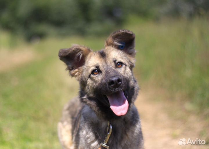 Собака Пеппи