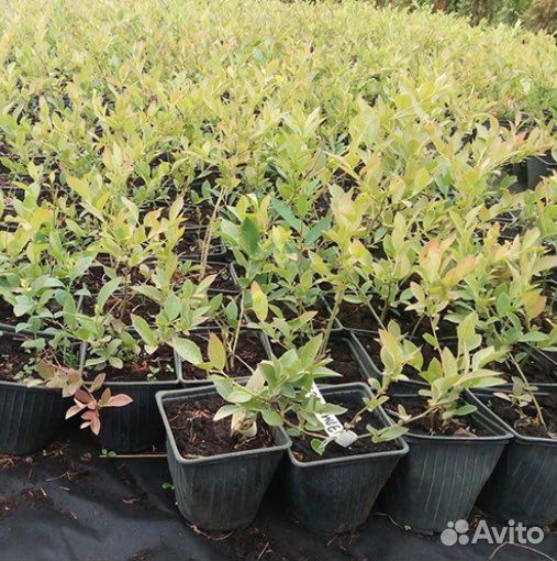 Голубика садовая саженцы