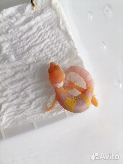 Самец Эублефара Радар