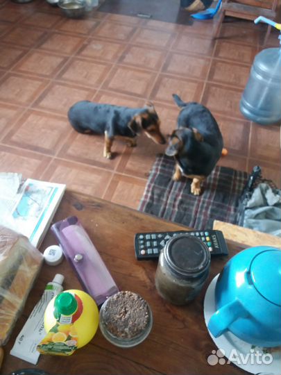 Собаки бесплатно в добрые руки щенки таксы