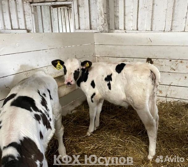 Телята бычки телки