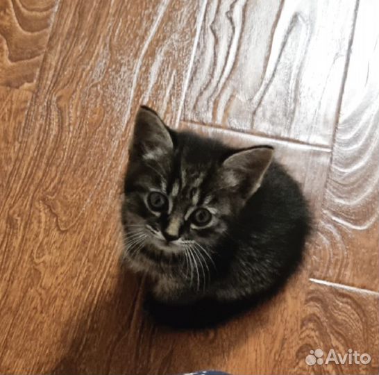 Котята в добрые руки даром