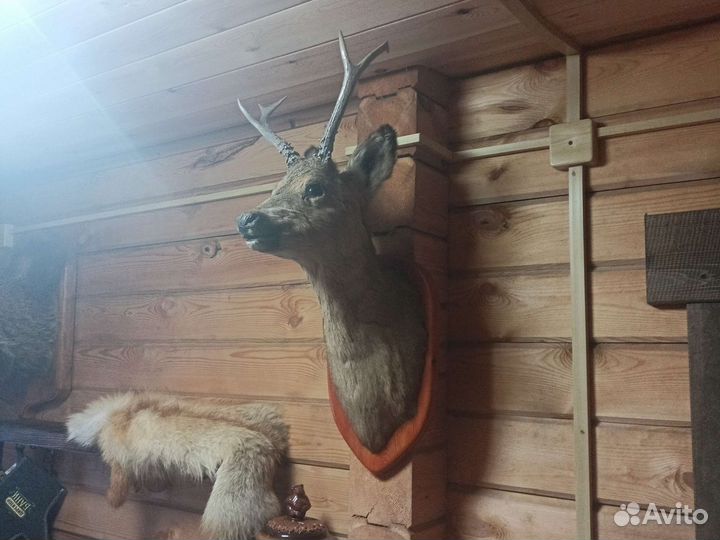 Чучело головы косули