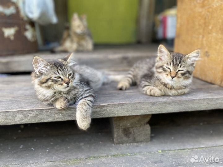 Котята в добрые руки