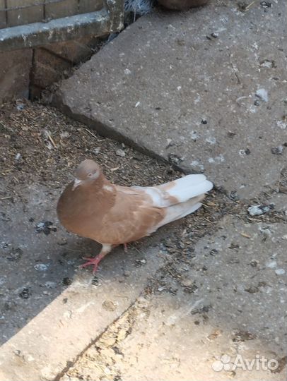 Николаевские голуби. свг