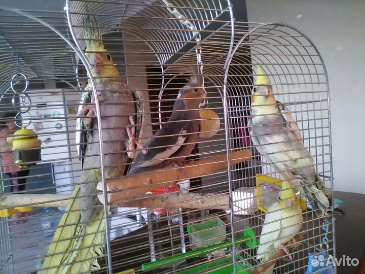 Птенцы кореллы 1.5 месяца