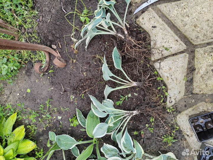 Хоста блю айвори