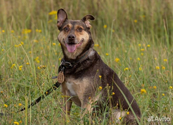 Собака в добрые руки