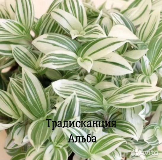 Традесканция (обмен/продажа)