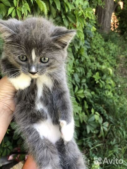 Котята