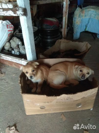 Собака в добрые руки отдам бесплатно