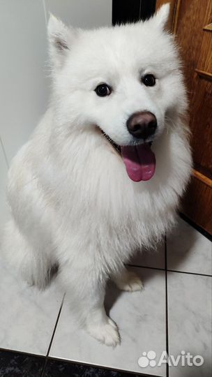 Вязка кобель самоед