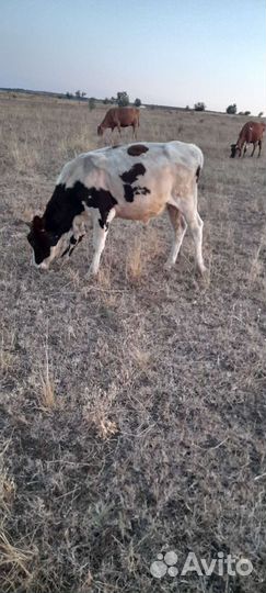 Бычков и тёлок