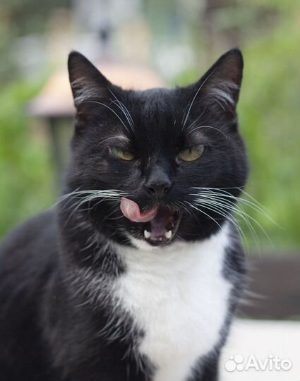 Олли. Необычная маркизная кошечка ищет дом