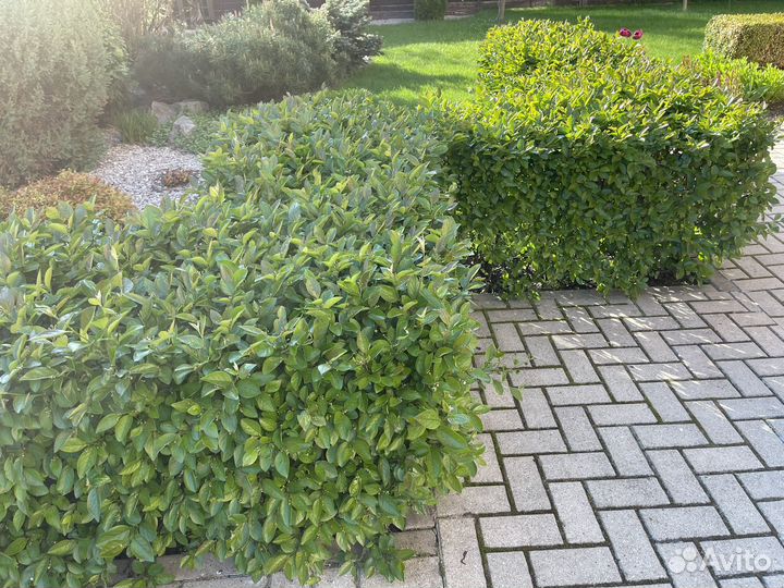 Кизильник блестящий