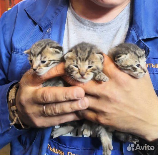 Котята в добрые руки