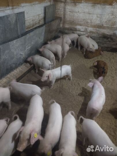 Поросята на откорм