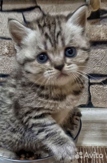 Шотландские прямоухие котята