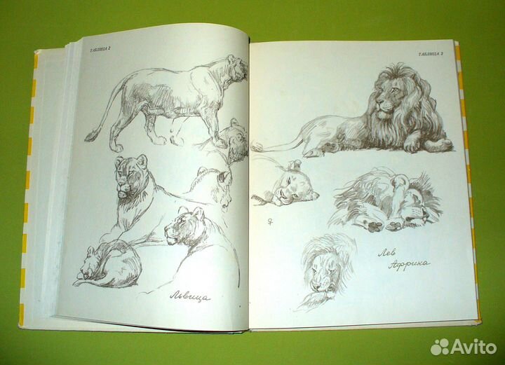 Ян Соколовский. Животные из моего альбома