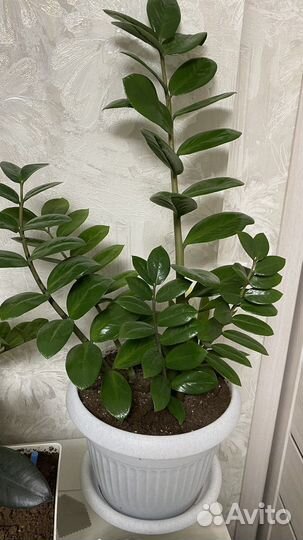 Замиокулькас