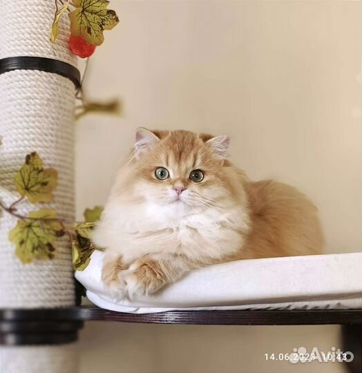 Золотая шиншила кошка