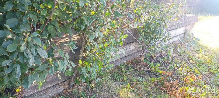 Бетонные плиты бу