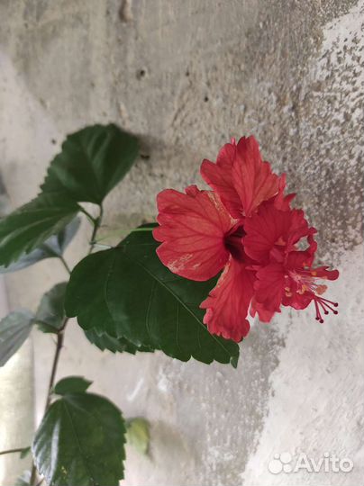 Гибискусы сортовые