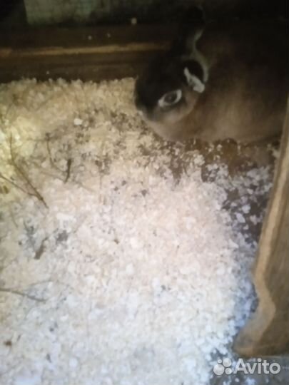 Декоративные кролики домашний мини