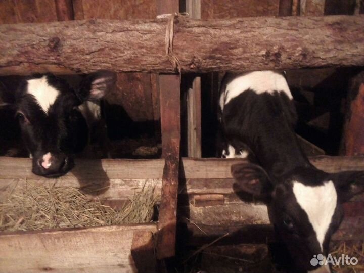 Телочка и бычок